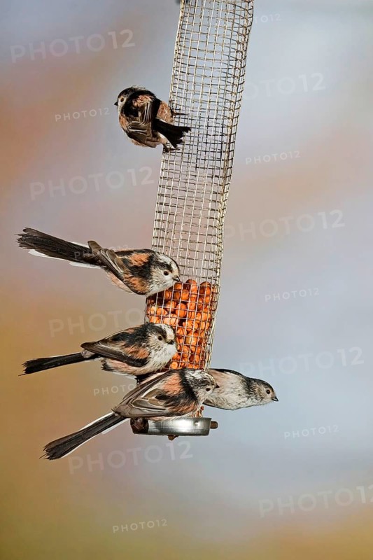 Long-tailed tit