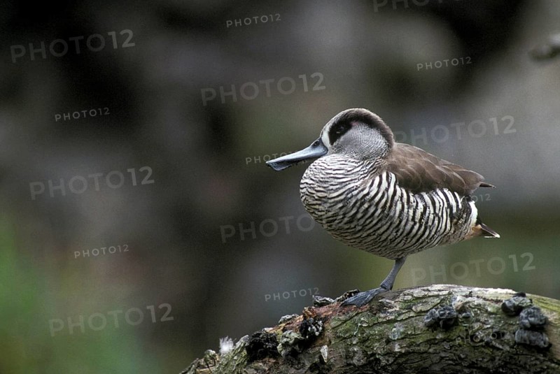 Pink-eared duck