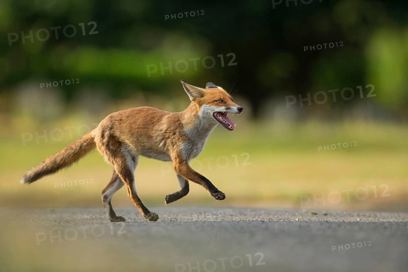 European Red Fox