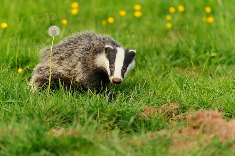 Eurasian Badger