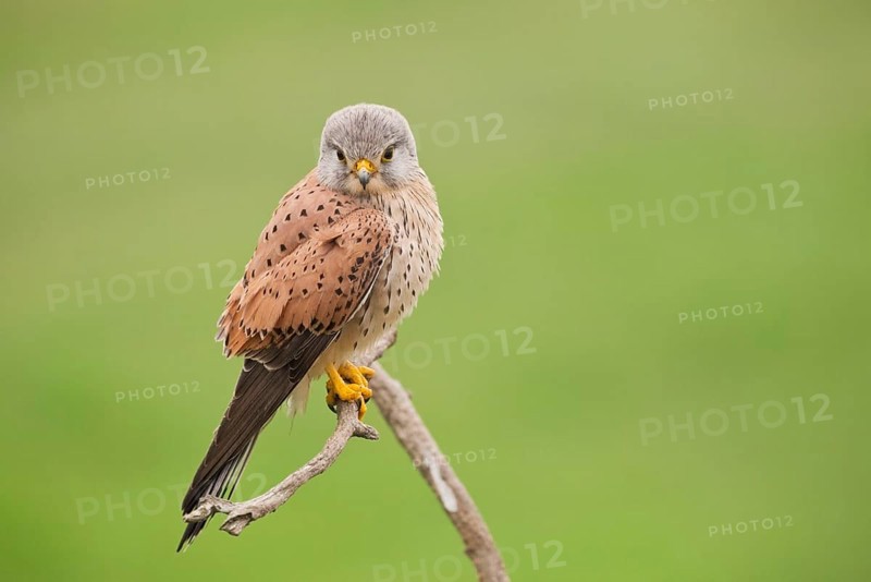 Common Kestrel