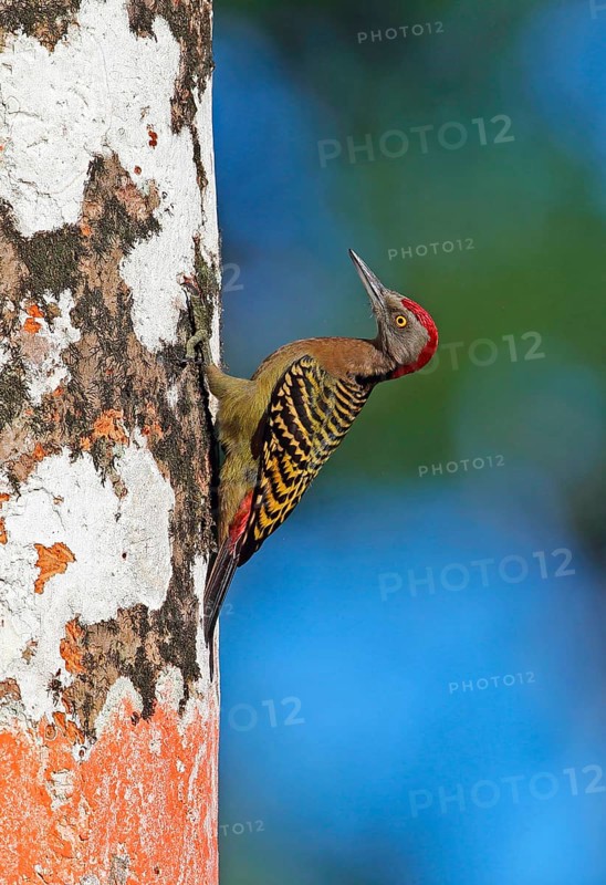 Hispaniolan hispaniolan woodpecker
