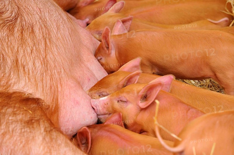 Domestic pig