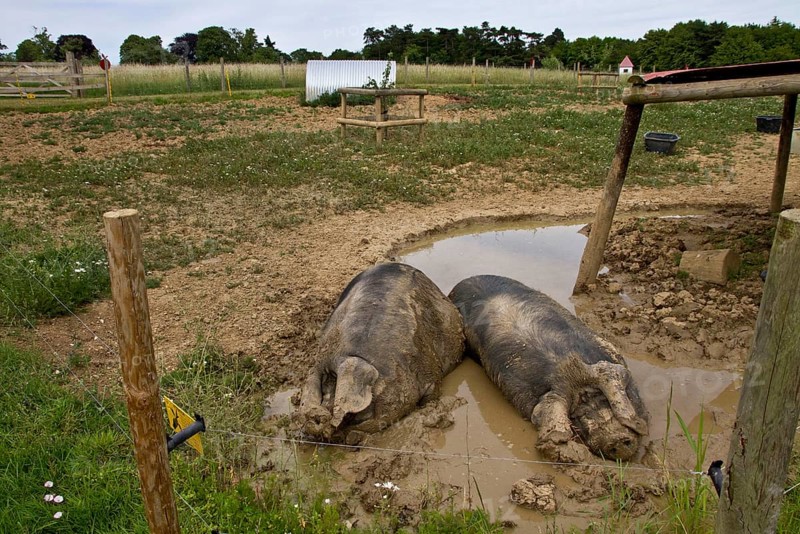 Two big black pigs in mud shoes