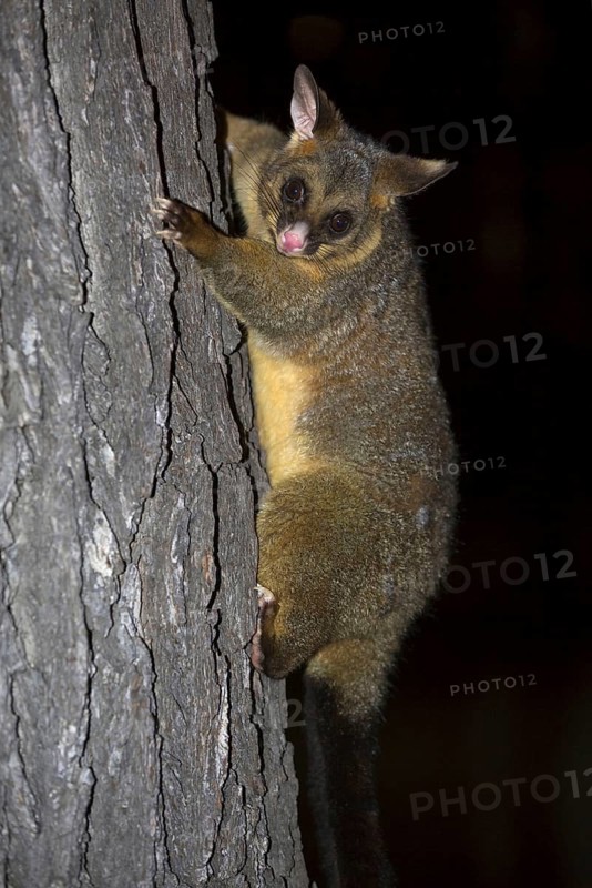 Common common brushtail possum