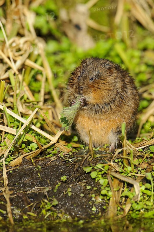Eastern vole