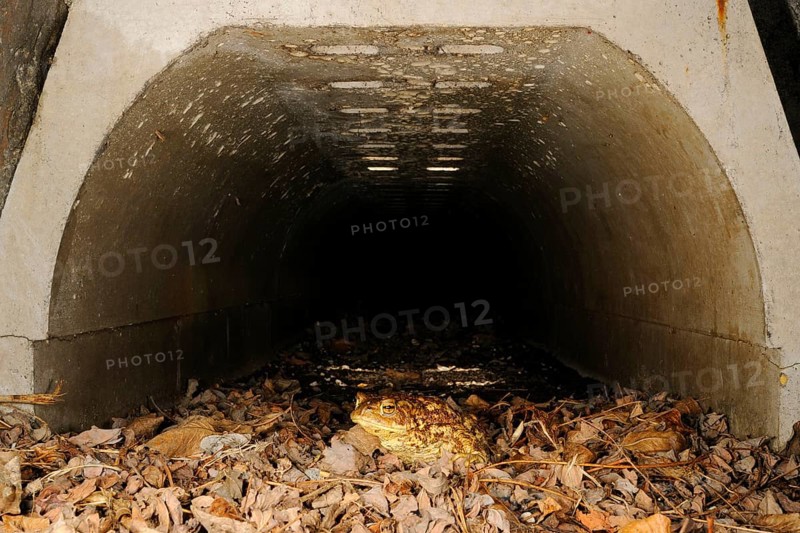 Common toad