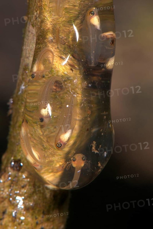 Tree frog tadpoles