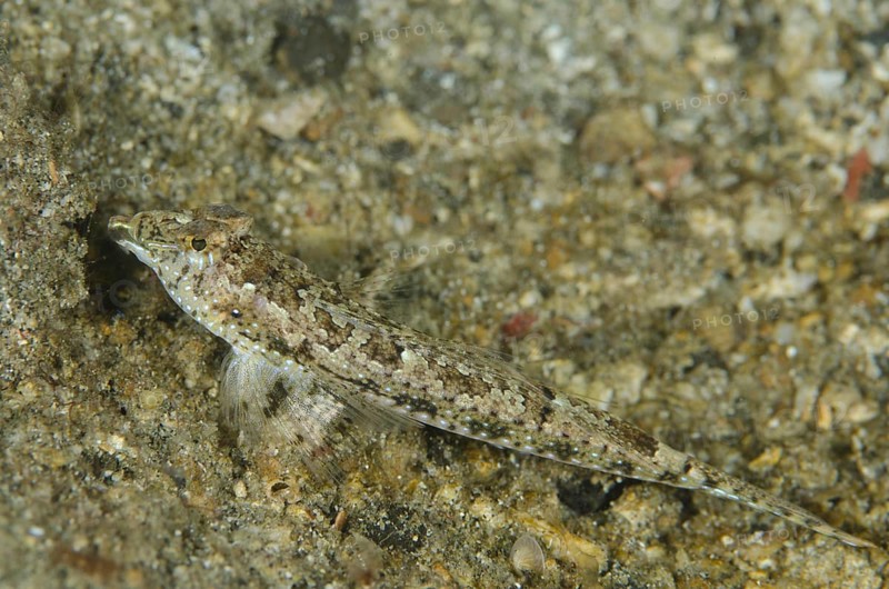 Delicate Dragonet
