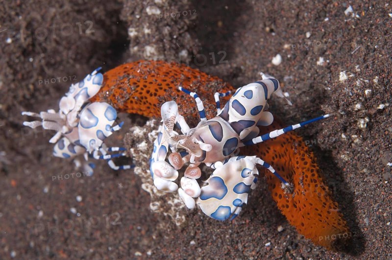 Western eastern harlequin shrimp