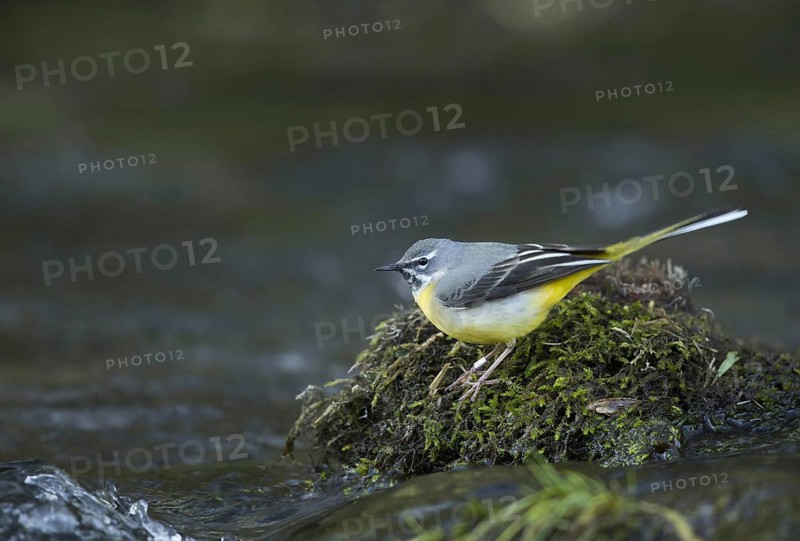 Grey wagtail