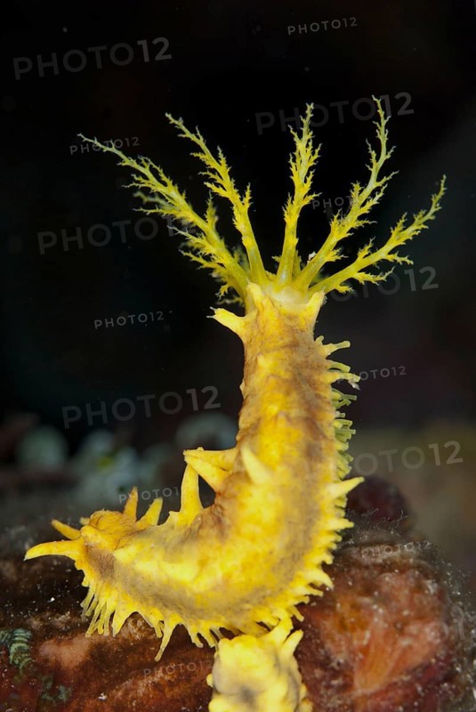 Yellow yellow sea cucumber