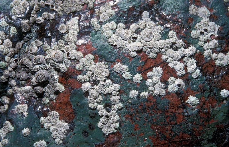 Barnacle