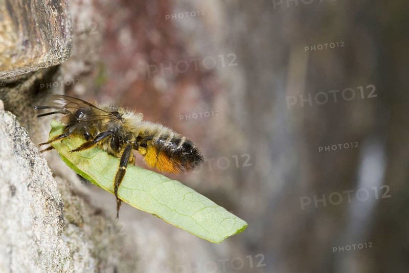 Willoughby's Leafcutter Bee