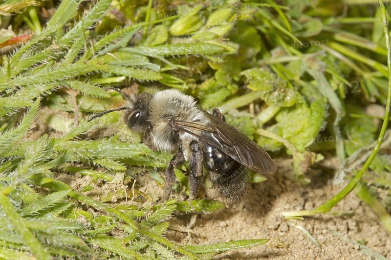 Solitary digger bees