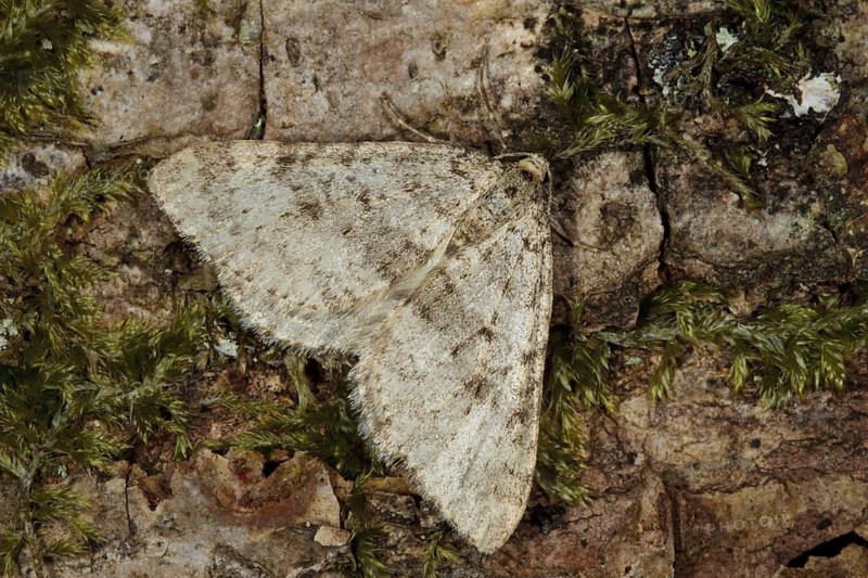 Early Tooth-striped