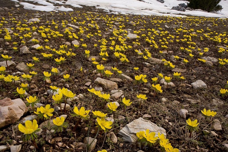 Winter aconite