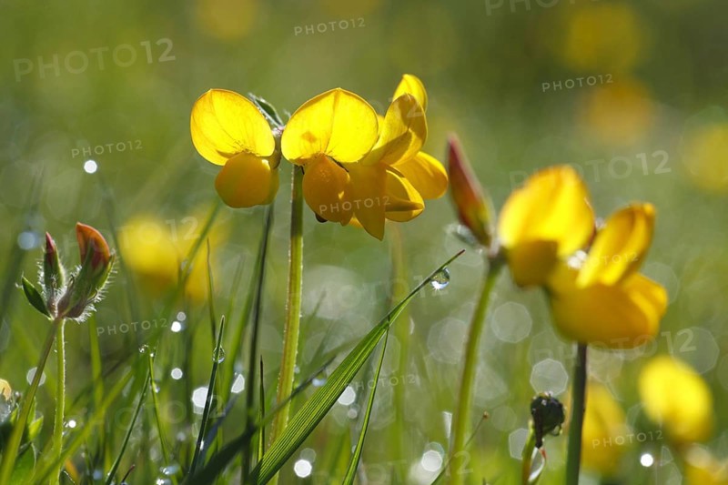 Flowering marsh bird's-foot trefoil