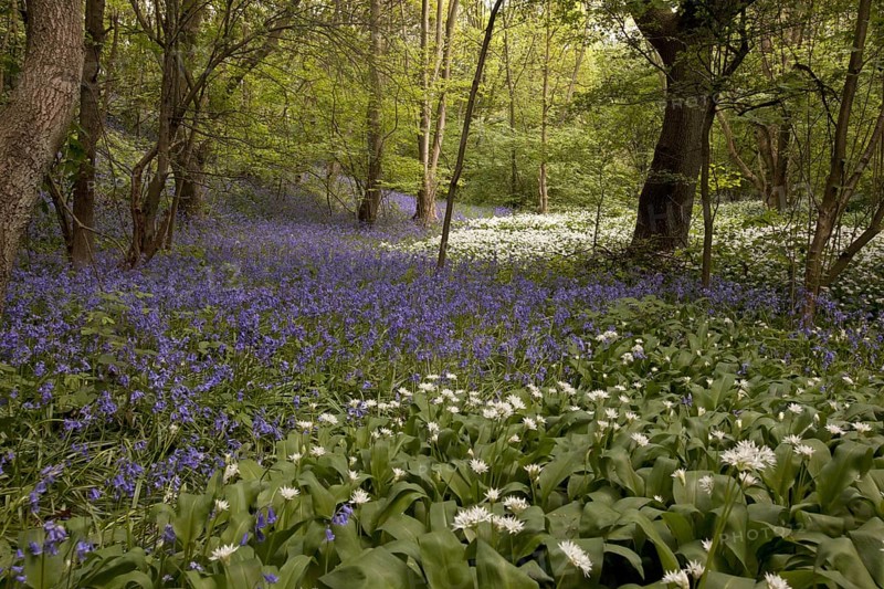 Ramsons