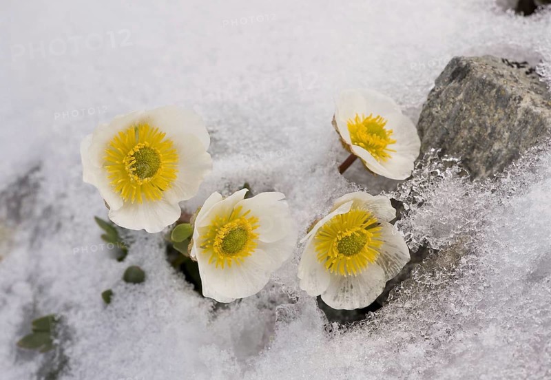 Glacier Crowfoot