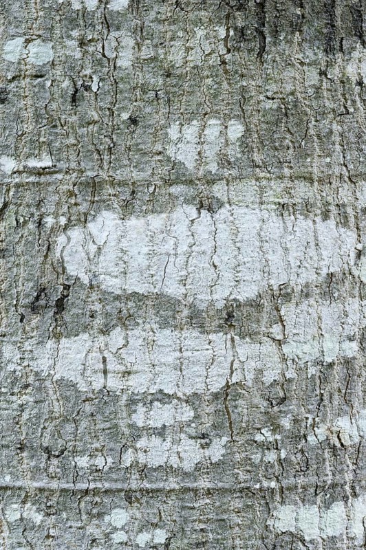 Forest fever tree