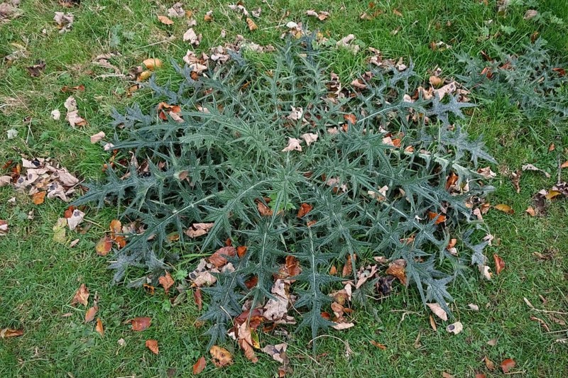 Lanceolatum