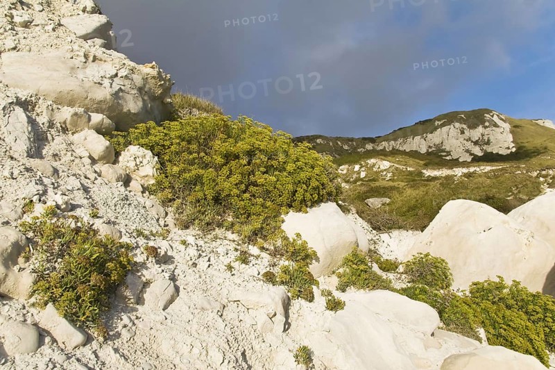 Rock samphire
