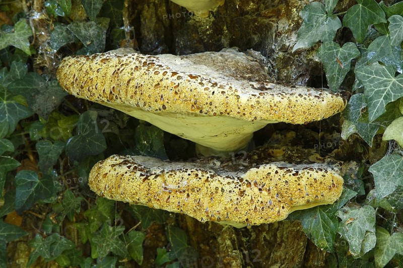 Weeping polypore