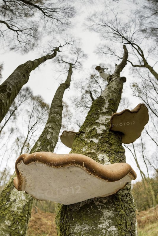 Birch polypore