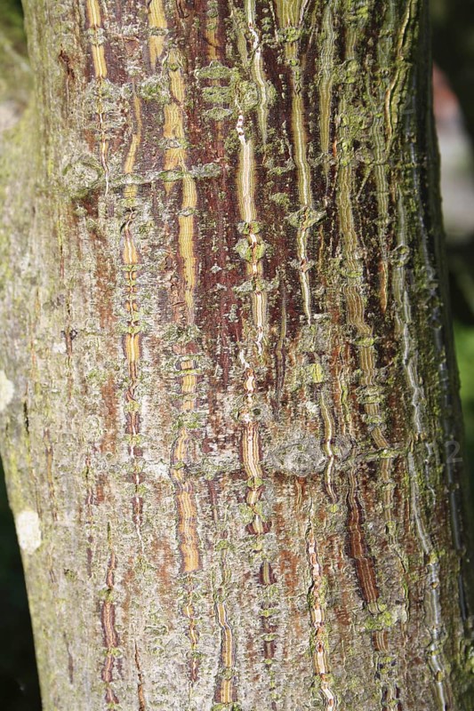 Pere David's pere david's maple