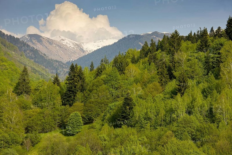 View of mixed forest habitat