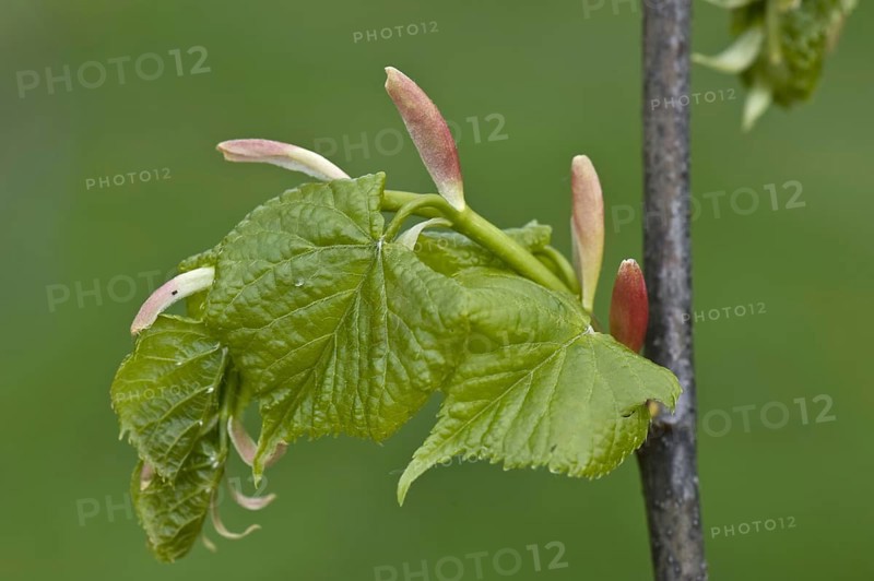Small-leaved small-leaved lime