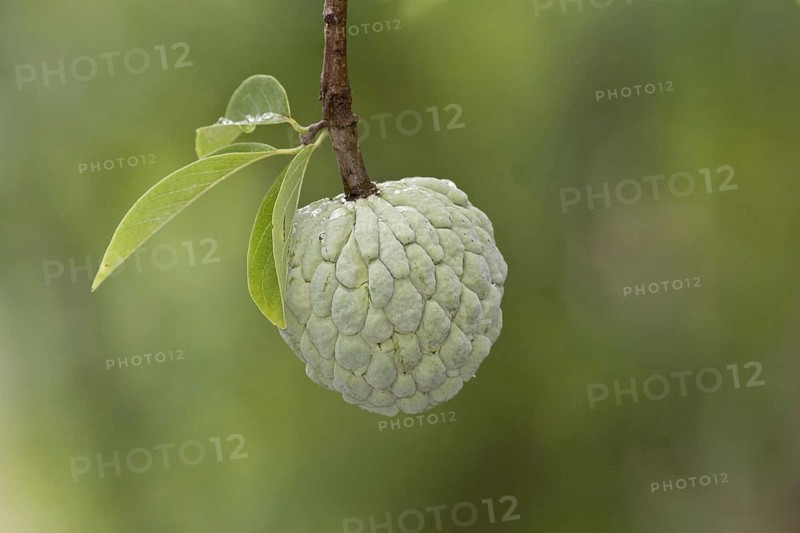 Custard Apple