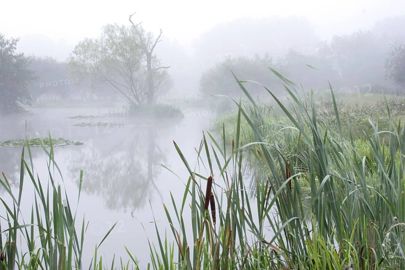 Misty pond on organic farm at dawn