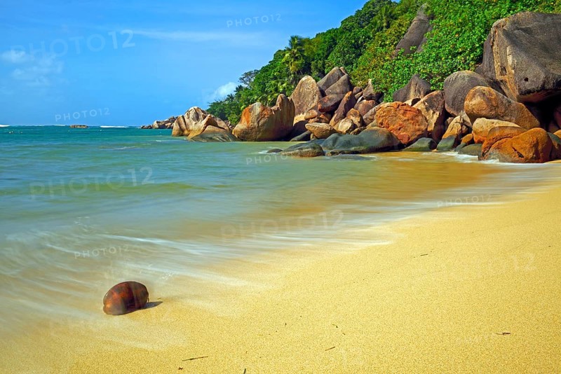 Coconut on the beach of Anse Cimitiere in the early morning