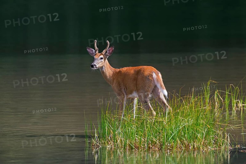 White-tailed deer