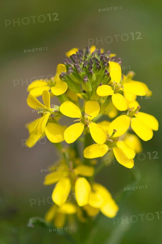 Fragrant wallflower