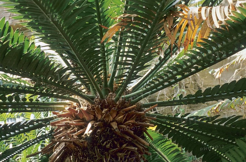 Mexican Double Palm Fern