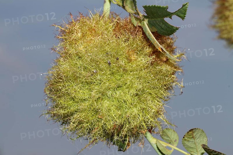 Rose gall wasp