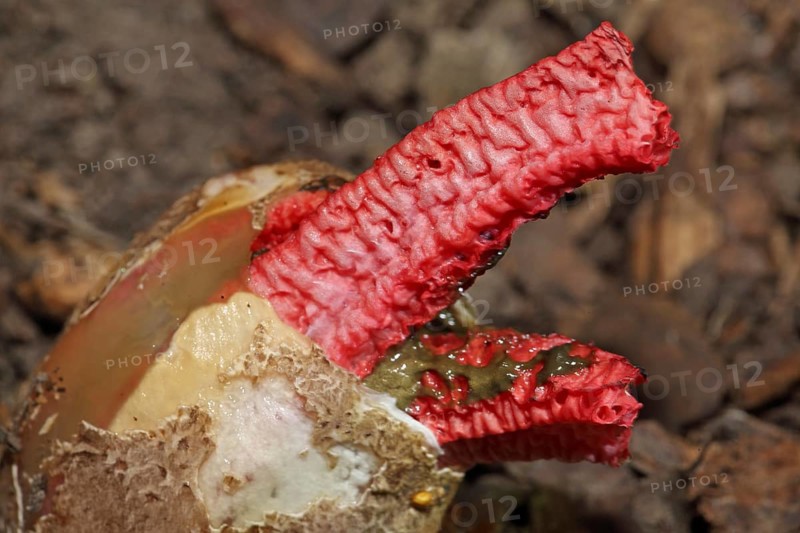 Octopus mushroom