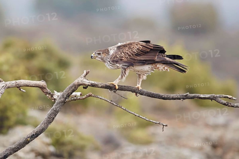 Bonelli's Eagle