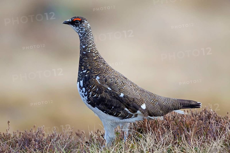 Rock ptarmigan