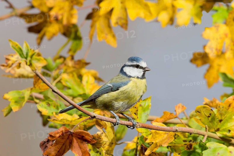 Blue Tit