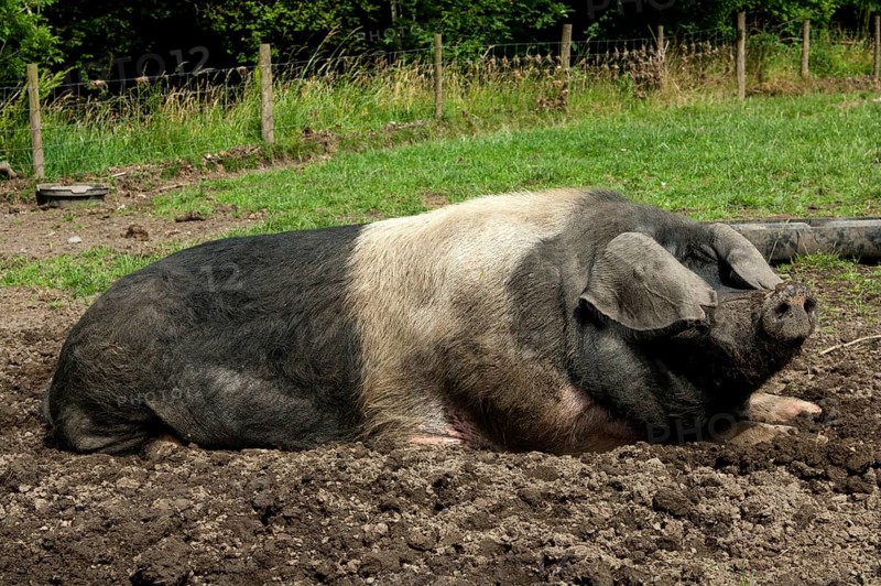 Domestic pig