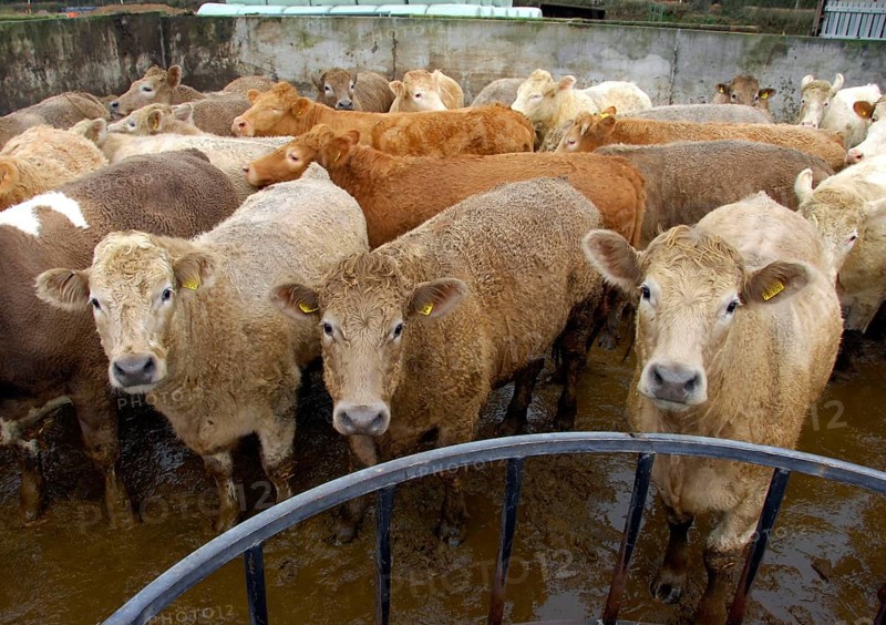 Domestic cattle