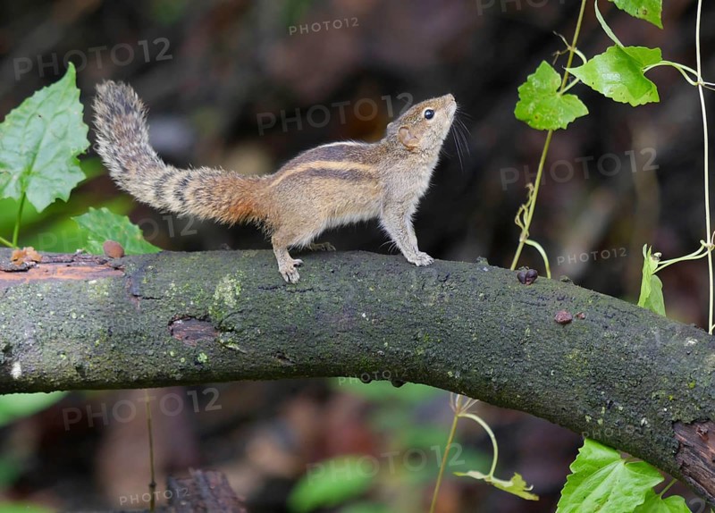 Indian Palm Squirrel
