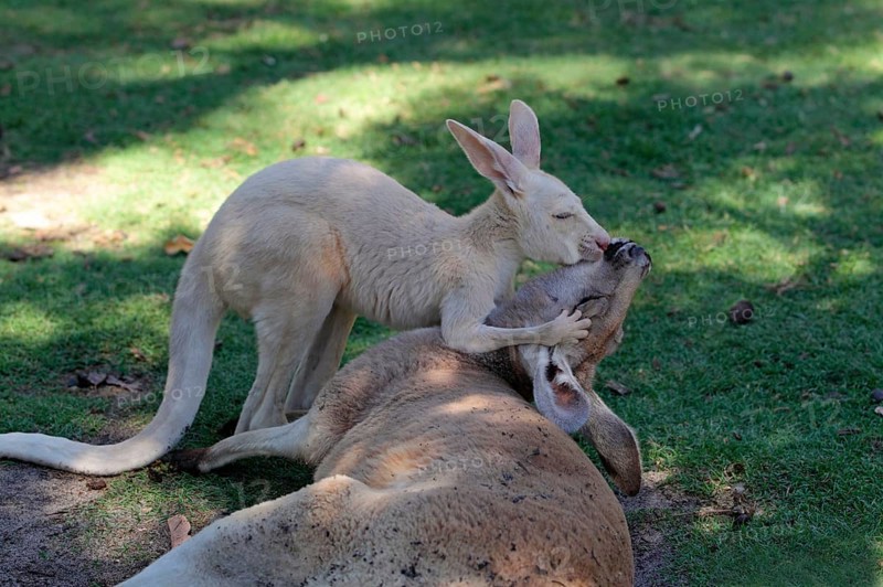 Red kangaroo