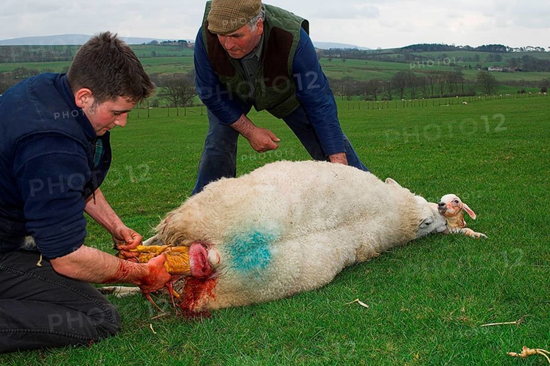 Domestic Sheep