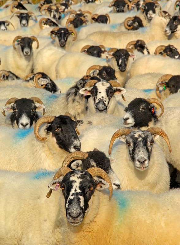 Domestic sheep