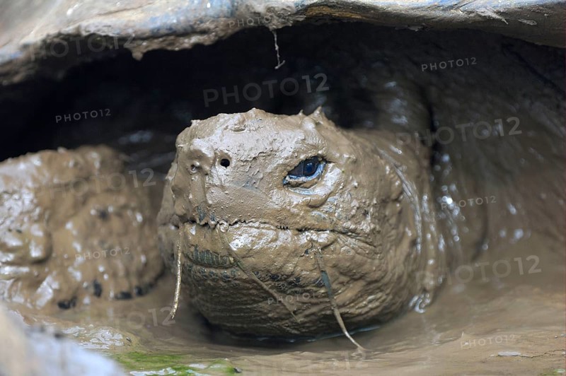 Galapagos galapagos giant tortoise